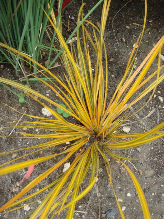 Libertia ixioides 'Goldfinger'